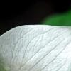 Trillium flexipes, flowers