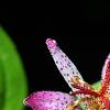 Tricyrtis formosana 'Gilt Edge', flowers