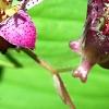 Tricyrtis formosana 'Gilt Edge', flowers