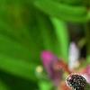 Tricyrtis formosana 'Gilt Edge', flowers