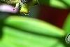 Tricyrtis formosana 'Gilt Edge', flowers