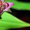 Tricyrtis formosana 'Gilt Edge', flowers