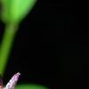 Tricyrtis formosana 'Gilt Edge', flowers