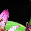Tricyrtis formosana 'Gilt Edge', flowers