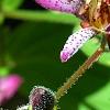 Tricyrtis formosana 'Gilt Edge', flowers
