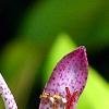 Tricyrtis formosana 'Samurai', flowers