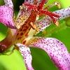 Tricyrtis formosana 'Samurai', flowers