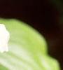 Trillium grandiflorum, flowers