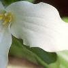 Trillium grandiflorum, flowers
