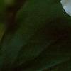 Trillium grandiflorum, flowers