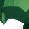 Trillium grandiflorum, flowers