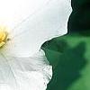 Trillium grandiflorum, flowers