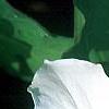 Trillium grandiflorum, flowers