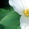 Trillium grandiflorum, flowers