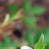 Trillium grandiflorum dwarf, habit