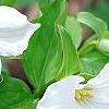 Trillium grandiflorum dwarf, habit