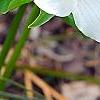 Trillium grandiflorum dwarf, habit