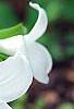Trillium grandiflorum dwarf, habit