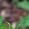 Trillium grandiflorum dwarf, habit