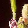 Tricyrtis hirta 'Albomarginata', flowers