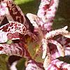 Tricyrtis hirta 'Albomarginata', flowers