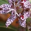 Tricyrtis hirta 'Albomarginata', flowers
