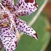 Tricyrtis hirta 'Albomarginata', flowers