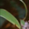 Tricyrtis hirta 'Albomarginata', flowers