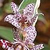 Tricyrtis hirta 'Albomarginata', flowers