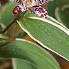Tricyrtis hirta 'Albomarginata', flowers