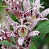 Tricyrtis hirta 'Albomarginata', flowers