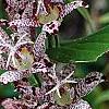 Tricyrtis hirta 'Albomarginata', flowers
