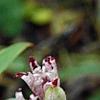 Tricyrtis hirta 'Albomarginata', flowers