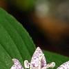 Tricyrtis hirta 'Miyazaki', flowers