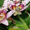 Tricyrtis hirta 'Miyazaki', flowers