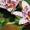 Tricyrtis hirta 'Miyazaki', flowers