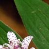 Tricyrtis hirta 'Miyazaki', flowers