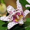 Tricyrtis hirta 'Miyazaki', flowers