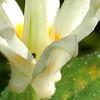 Tricyrtis 'Shirohotogisu', flowers