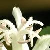 Tricyrtis 'Shirohotogisu', flowers