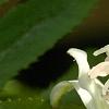 Tricyrtis 'Shirohotogisu', flowers