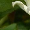 Tricyrtis 'Shirohotogisu', flowers
