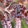 Tricyrtis hirta 'Variegata', flowers