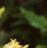 Tricyrtis latifolia, flowers