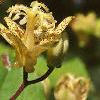 Tricyrtis latifolia, flowers
