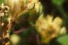 Tricyrtis latifolia, flowers
