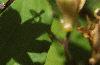 Tricyrtis latifolia, flowers