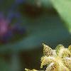 Tricyrtis latifolia, flowers