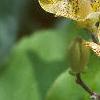 Tricyrtis latifolia, flowers