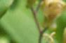 Tricyrtis latifolia, flowers